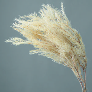 ティーツリー（メラレウカ）　ナチュラルホワイト