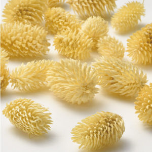 ＸＪ－０１ＹＥ　ノグルミ