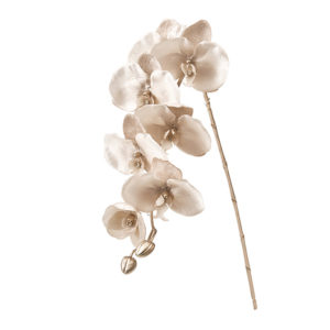 ファレノルーナ ＃５０　ＣＨ／ＢＥ