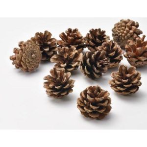 ＸＭ－０3　松かさ　50ｇ