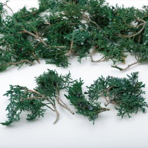 マウンテンジュニパー・小枝　グリーン