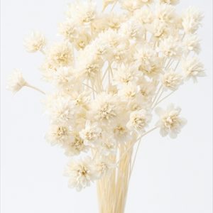 ミニコーンフラワー　オフホワイト