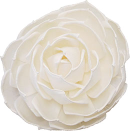 ソラ　ラナンキュラス　LL