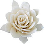 ソラ　ロータスローズ　L　W(白）