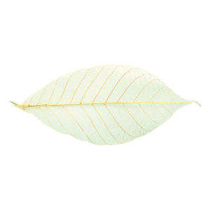 ﾗﾊﾞｰｽｹﾙﾄﾝ ﾅﾁｭﾗﾙ M50枚 56 ﾅﾁｭﾗﾙ