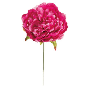 FM009181 016 ピオニーピック ＃１６　ＢＥＡＵＴＹ