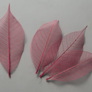 ミニスケルトンリーフ　小　ラズベリー