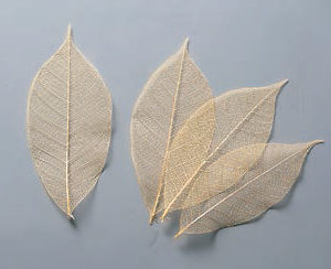 ミニスケルトンリーフ　小　イエロー