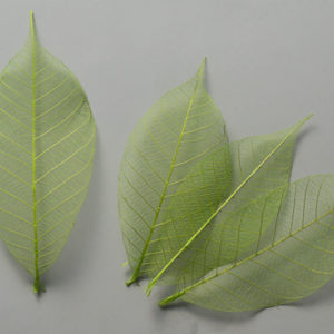 ミニスケルトンリーフ　小　グリーン