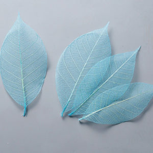 ミニスケルトンリーフ　大　ブルー