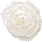 ソラ　ラナンキュラス　M