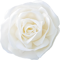 ソラ　ニューローズ　L