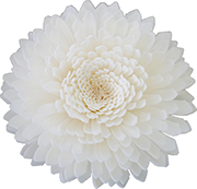 ソラ　アナスタシア　L