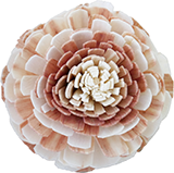 ソラ　ルビーガーベラM