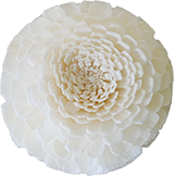 ソラ　ジニア　M