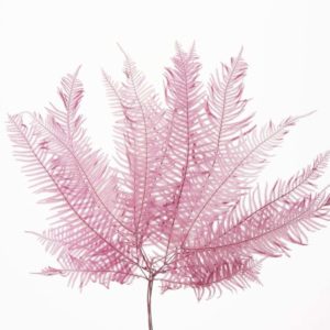 山シダ　カシス