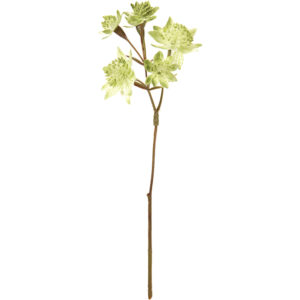 FM007670 023 カレンアストランティア ＃２３　ＬＴＧＲ