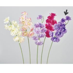 Ａ－３４３４７　スイトピー×９ #035 ﾊﾞｲｵﾚｯﾄ