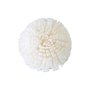 ソラ　ガーベラ　ＳＳ 36Z001S0190 10ﾘﾝ