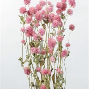 千日紅　ピンク