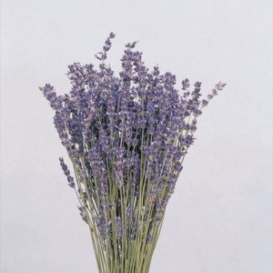 ラベンダー・国産　Ｎ