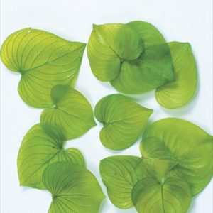 ハートリーフ・プリザーブド　ライムグリーン