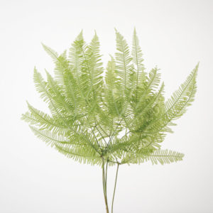 山シダ　スプリンググリーン