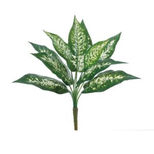 Ａ－４３３２６　ディフェンバキア #051V ｳﾞｧﾘｹﾞｲﾄｸﾞﾘ-ﾝ