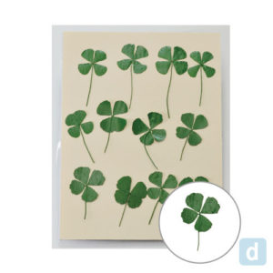 押し花　四つ葉クローバーＭ MOO-2015(12ﾏｲ)