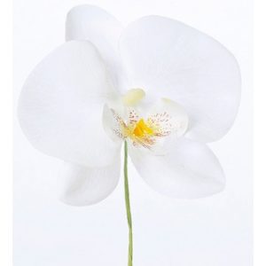 Ａ－３２９５１　コチョウランピッ #001 ﾎﾜｲﾄ