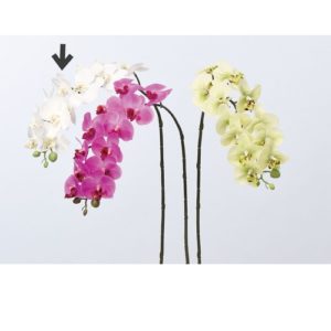 Ａ－３３３３０　コチョウランＸ１ #001 ﾎﾜｲﾄ