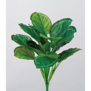 Ａ－４４２０２　カラテアブッシュ #053P ｸﾞﾘｰﾝﾊﾟｰﾌﾟﾙ