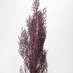 ブルーアイス　ピンクパープル