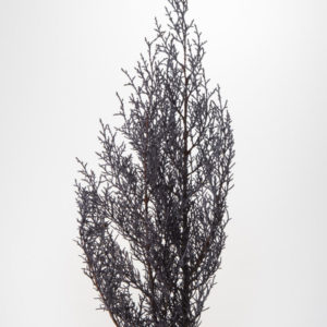 ブルーアイス　グレイッシュパープル