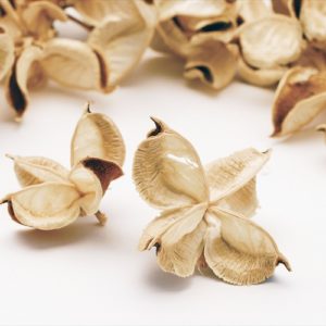 ワタカラ　ナチュラルホワイト