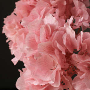 ロイヤルアジサイ・フレア・ヘッド　クラウドピンク