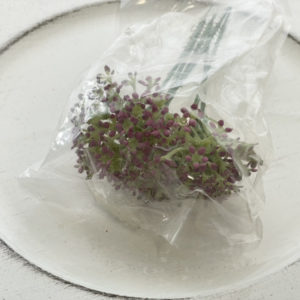 デイルピックラベンダー6本入り　パープル特価