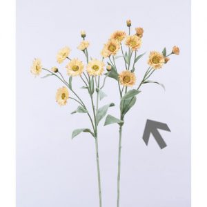 Ａ－３３７７１　フェリシアデージ #011B ｸﾘ-ﾑﾌﾞﾗｳﾝ