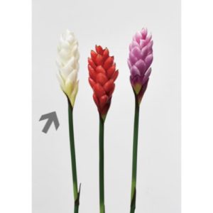 Ａ－３３８９１　ジンジャー #001 ﾎﾜｲﾄ