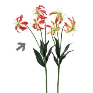 Ａ－３３９４２　グロリオサ×３ #002 ﾚｯﾄﾞ