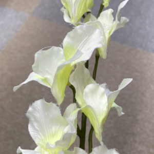 FM1812　デンファレスサーナ001＃1WHITE