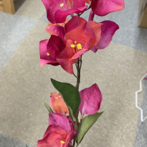 FM4374　016　カルムブーゲンビリア　＃16　BEAUTY