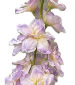 FM6032　フローラデルフィニウム　ラベンダー