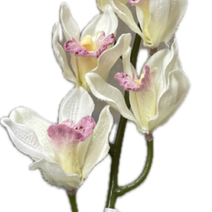 FM2799　ルシアシンビジウム＃37　CREAM