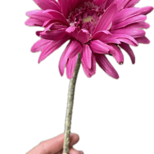 A-36105　005　ガーベラ　005ピンク