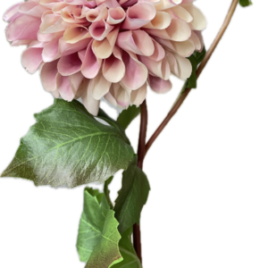 FW12214-2　ローナダリア　ラベンダーピンク