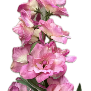 A-39511　005　デルフィニウム　ピンク