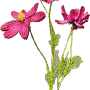 A-31953-5　コスモス×5ローズピンク