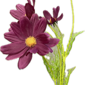 A-31953-7　コスモス×5フッシャ