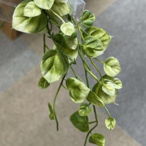 A-42807　プーミラハンギングブッシュ #053Ａ グリーン